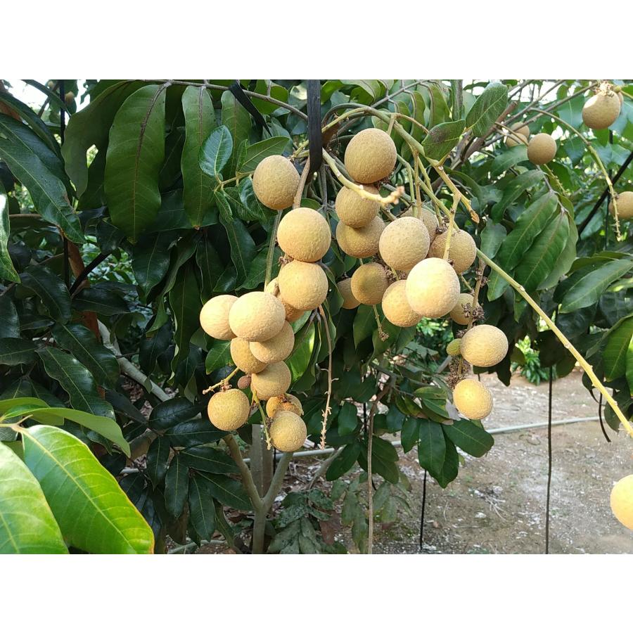 竜眼苗（ロンガン、リュウガン、龍眼）取木苗 : ちたフルーツ