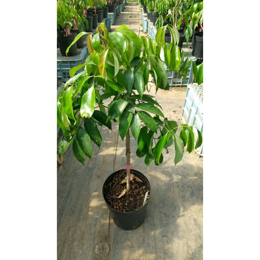 ライチ　苗　苗木　チャカパット　取り木　熱帯果樹　観葉植物 ライチ 苗木（チャカパット）3年もの（取り木苗木）苗 : なん