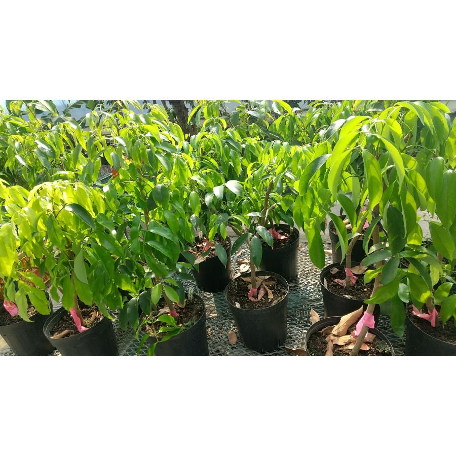 ライチ苗 品種：チャカパット 取木苗 : ちたフルーツビレッジ