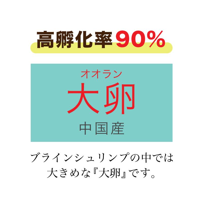 ブラインシュリンプエッグ 100g 大卵 オオラン 孵化率90% 中国産