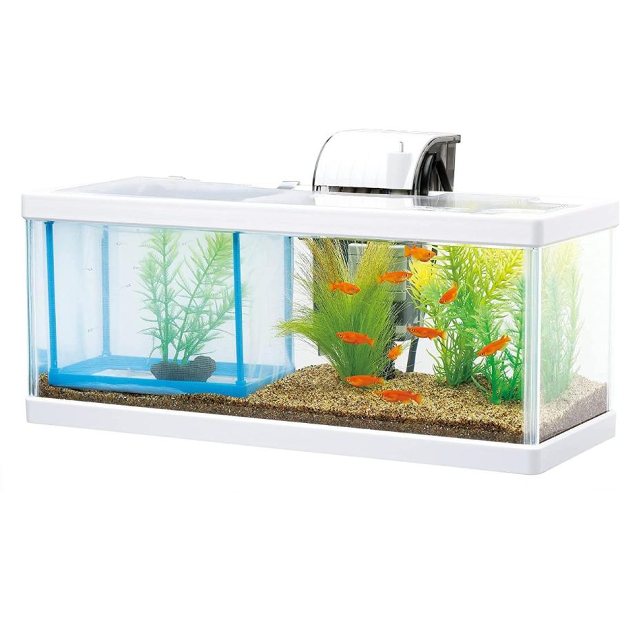 テトラ Tetra 水槽 テトラ メダカの繁殖を楽しもう その他 魚 1個 X 1