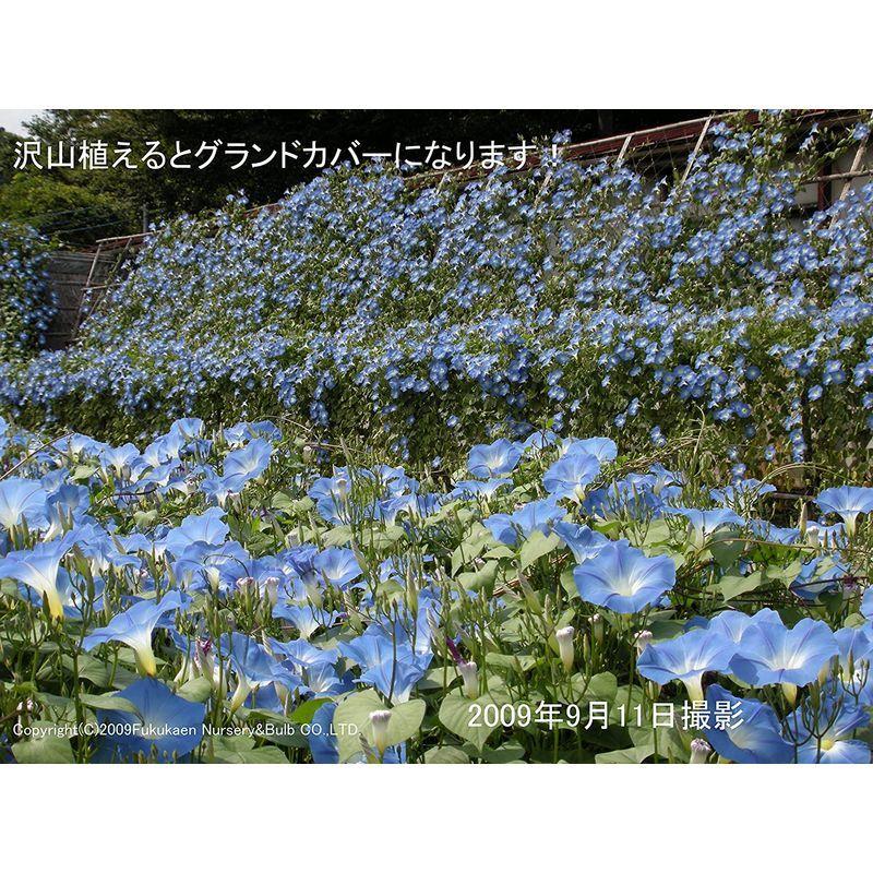福花園種苗 ソライロ(西洋)アサガオ種子『アーリーヘブンリーブルー』100ml詰 C40012 VQL1385452217(13026円)
