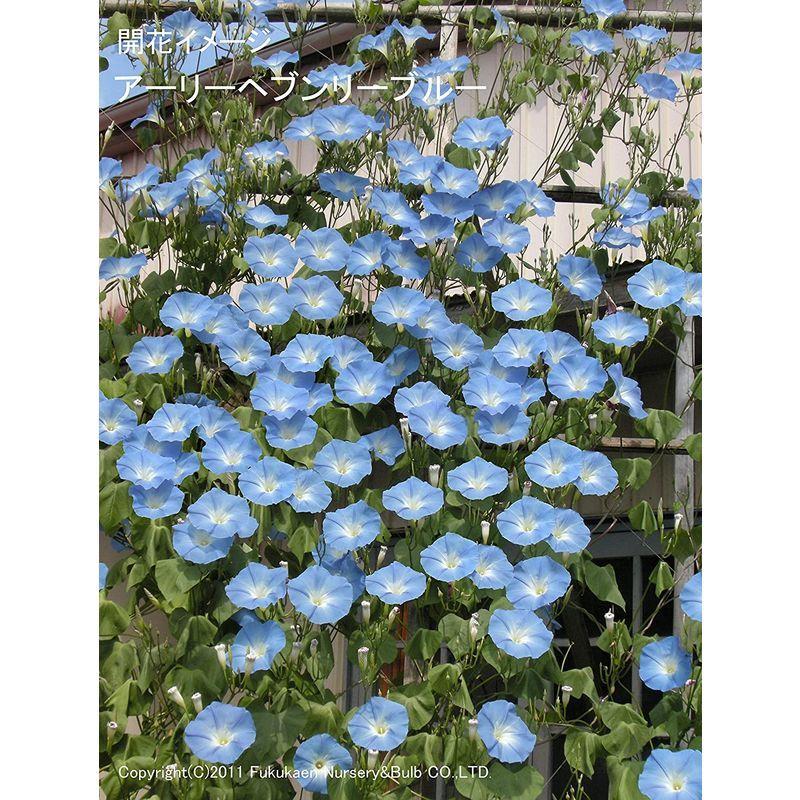 福花園種苗 ソライロ(西洋)アサガオ種子『アーリーヘブンリーブルー』100ml詰 C40012 VQL1385452217(13026円)