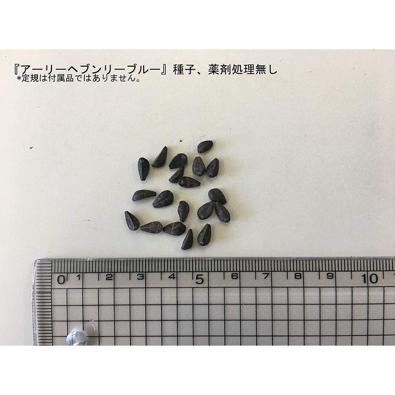 福花園種苗 ソライロ(西洋)アサガオ種子『アーリーヘブンリーブルー』100ml詰 C40012 VQL1385452217(13026円)