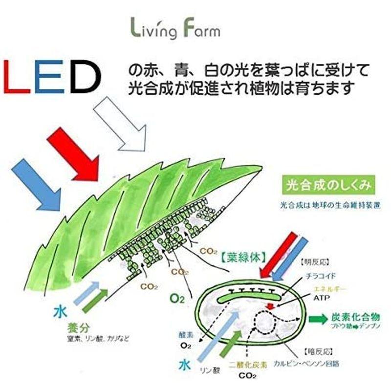 リビングファーム 水耕栽培器キット ココベジtn (高輝度LED付き) リーフレタス種付き 室内 栽培キット 水耕栽培器キット ココベジtn 高輝度LED付き リーフレタス種付き 室内 栽培キット 各1個 1個