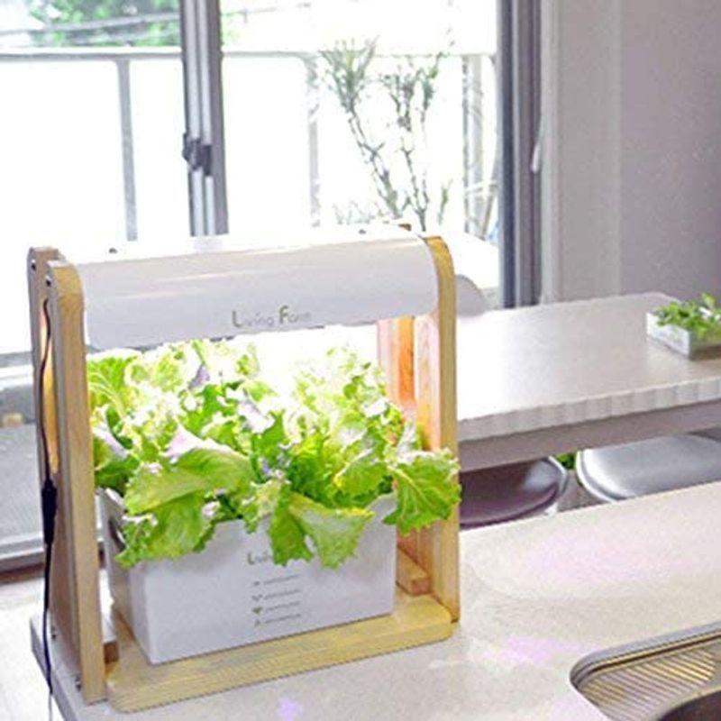 リビングファーム 水耕栽培器キット ココベジtn (高輝度LED付き) リーフレタス種付き 室内 栽培キット 水耕栽培器キット ココベジtn 高輝度LED付き リーフレタス種付き 室内 栽培キット 各1個 1個