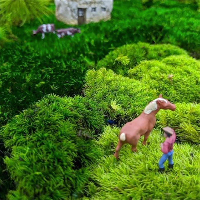 苔プリ シッポゴケ 盆栽 苔プリ アラハゴケ 小分け プリザーブド 花材 コケ ジオラマ コケ ナチュラル 植物 アクアリム テラリウム アレンジ Kp011 ポジティブエフェクト ヤフー店 通販 Yahoo ショッピング