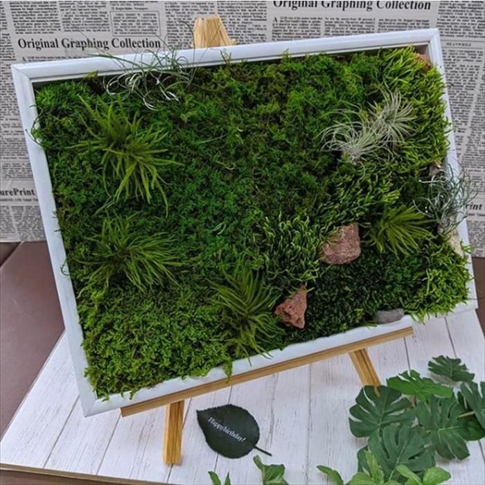 苔プリ シッポゴケ 盆栽 苔プリ アラハゴケ 小分け プリザーブド 花材 コケ ジオラマ コケ ナチュラル 植物 アクアリム テラリウム アレンジ Kp011 ポジティブエフェクト ヤフー店 通販 Yahoo ショッピング