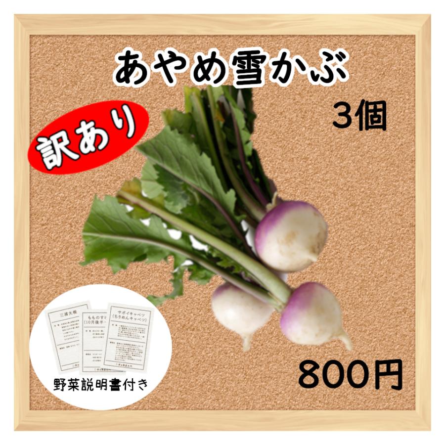 経典ブランド 三浦野菜 訳あり あやめ雪かぶ 3個 送料半額 東日本 神奈川県産 Wantannas Go Id