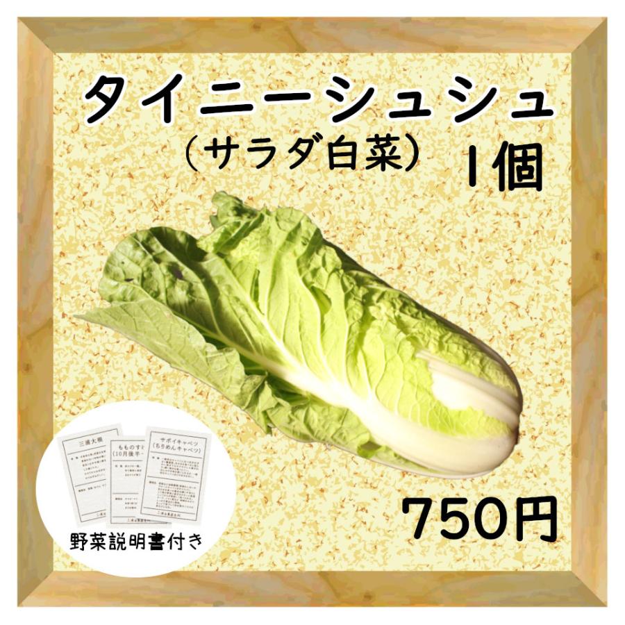 三浦野菜 タイニーシュシュ サラダ白菜 1個 送料半額 東日本 神奈川県産｜chokubai