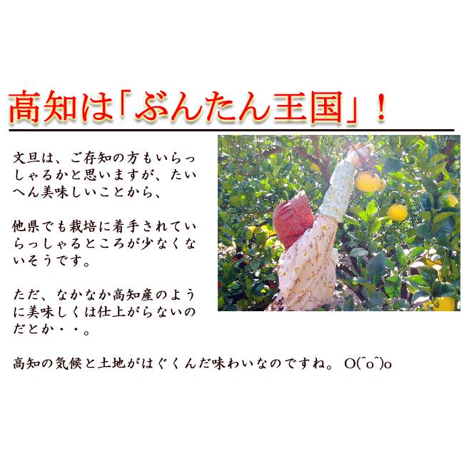 文旦 土佐文旦 約10kg 大玉3〜4Ｌサイズ限定 露地ぶんたん 高知産 光センサー選果 ご家庭用 送料無料 文旦 ブンタン ぶんたん ギフト みかん｜chokuhan｜07