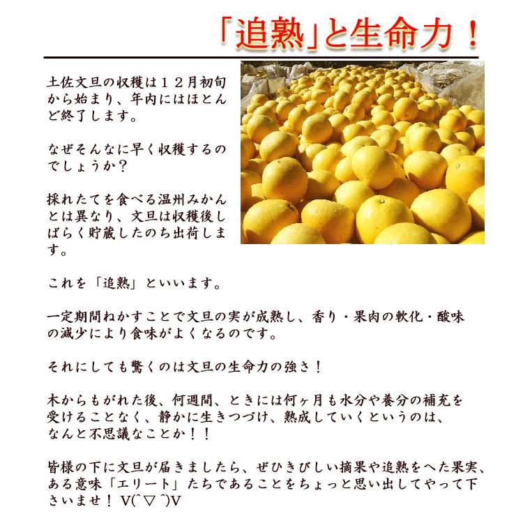 文旦 土佐文旦 約10kg 大玉3〜4Ｌサイズ限定 露地ぶんたん 高知産 光センサー選果 ご家庭用 送料無料 文旦 ブンタン ぶんたん ギフト みかん｜chokuhan｜10