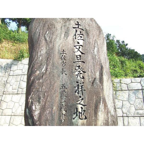 ☆超激安！早いもの勝ち！◇送料無料◇ワケアリ土佐文旦（露地