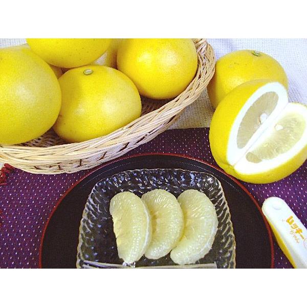☆超激安！早いもの勝ち！◇送料無料◇ワケアリ土佐文旦（露地