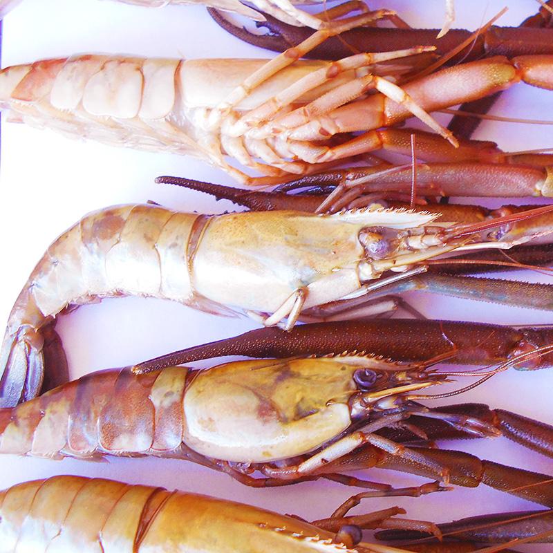 エビ 四万十川の天然川エビ 200g×2袋セット 大サイズ 高知産 加熱用 川エビ スジエビ 手長エビ テナガエビ 国産 天ぷら 唐揚げ ...