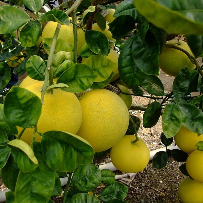 22高知特産 水晶文旦 8～6玉入 約3kg ×8箱｜水晶