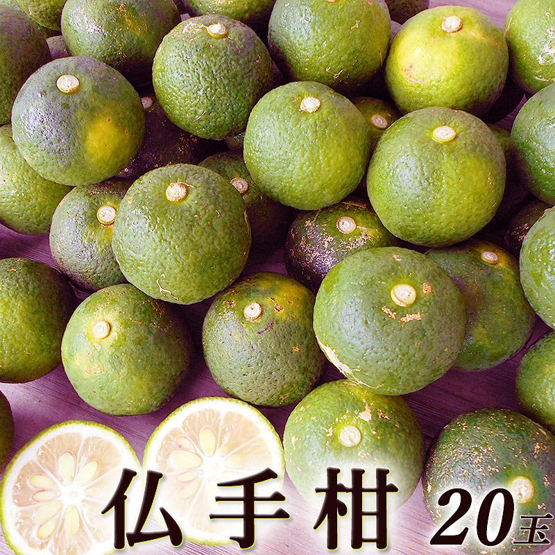 仏手柑 ぶしゅかん 20玉 高知産 土佐の酢みかん ご家庭用 大小 仏手柑 ぶしゅかん 20玉 高知産 土佐の酢みかん ご家庭用 大小