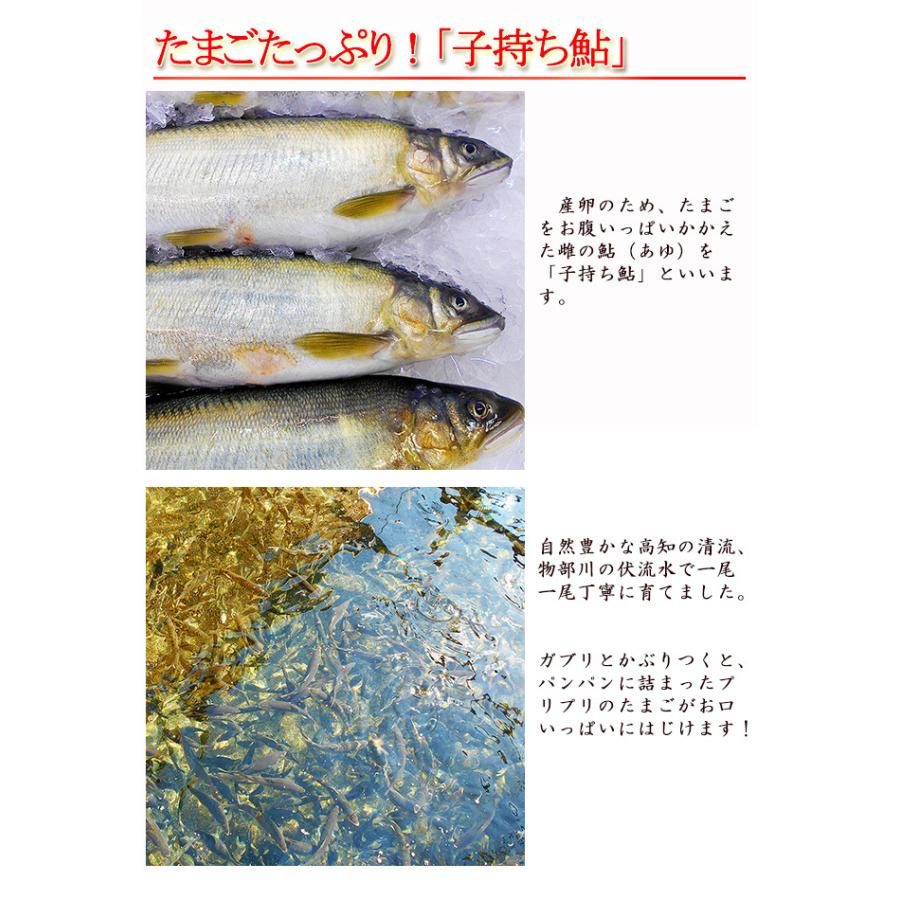 子持ち鮎 500g 高知産 4〜5尾前後 送料無料 国産 養殖 子持ち