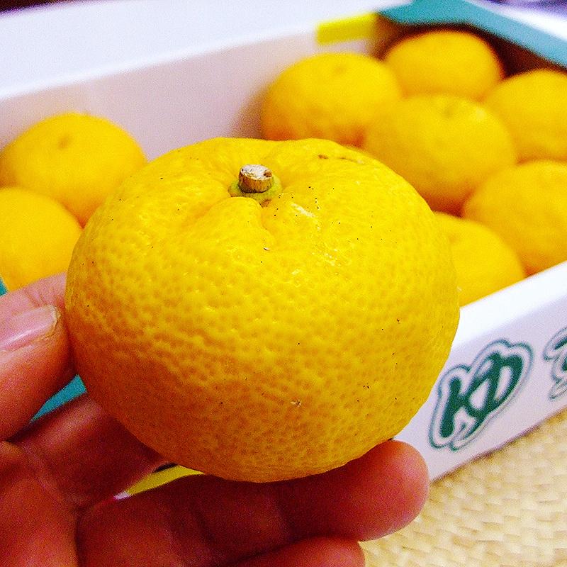 ゆずポン酢 高知 吉野川 柚子のぽん酢 360ml 高知産 手しぼりゆず酢