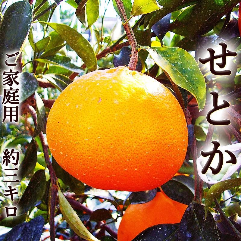 23.せとか5キロ2箱（10キロ）東北料金