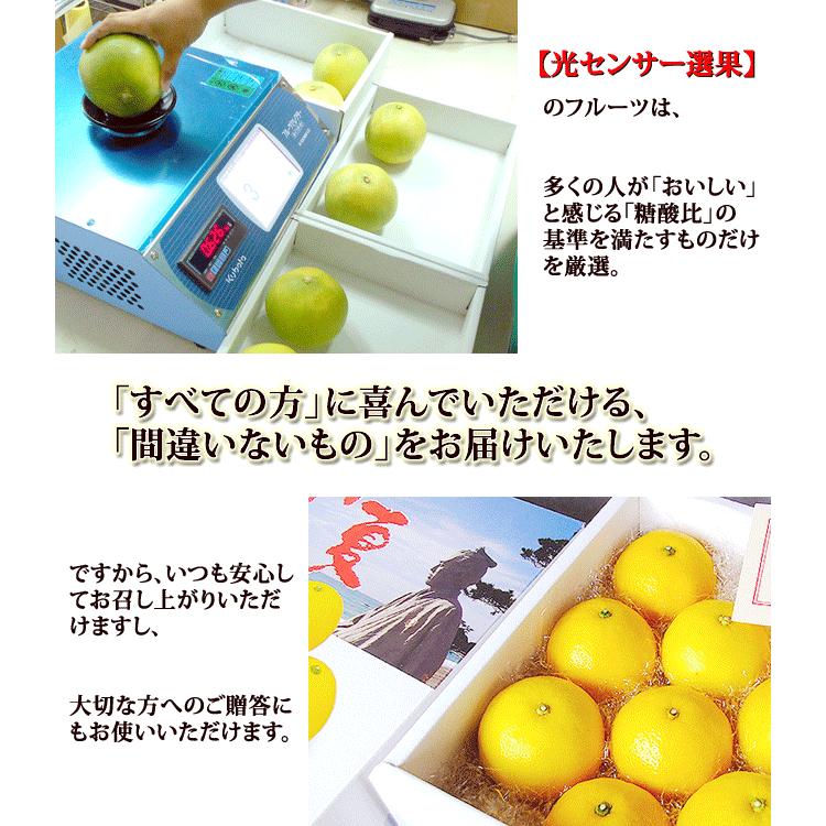 文旦 土佐文旦 3kg 露地ぶんたん 高知産 光センサー選果 ご家庭用 Ｌ〜3Ｌサイズ 送料無料 おためし 文旦 ブンタン ぶんたん 糖度 ギフト みかん｜chokuhan｜05