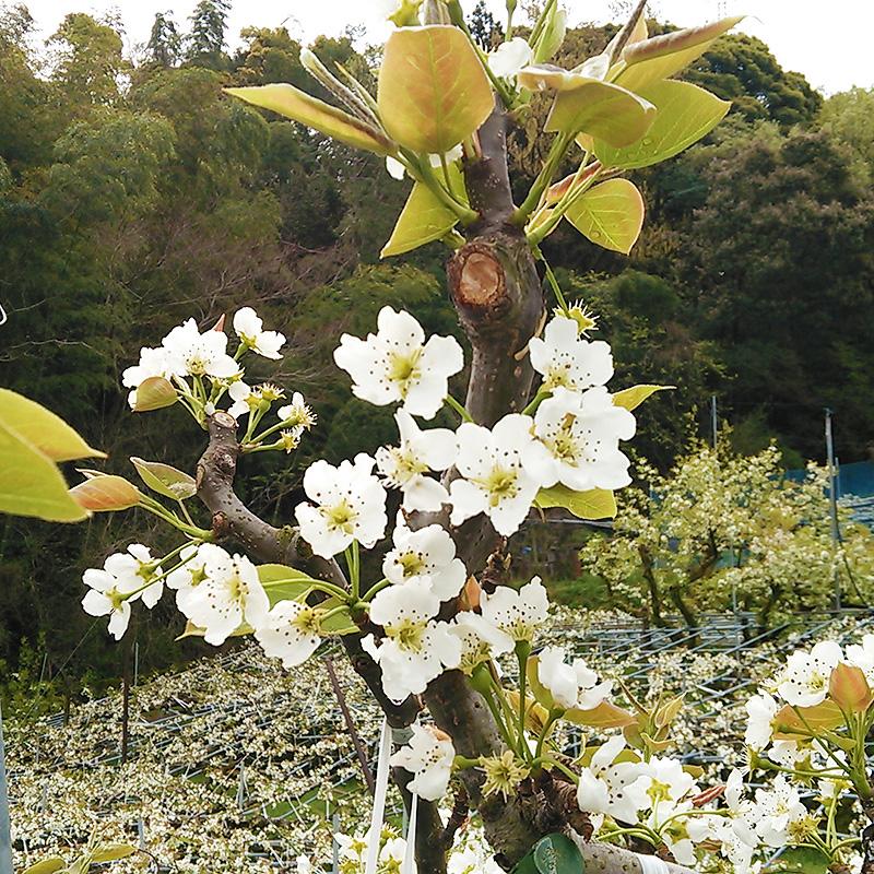 梨 新高梨 にいたかなし 超大玉2玉セット 約800g/1玉 高知産又は福岡