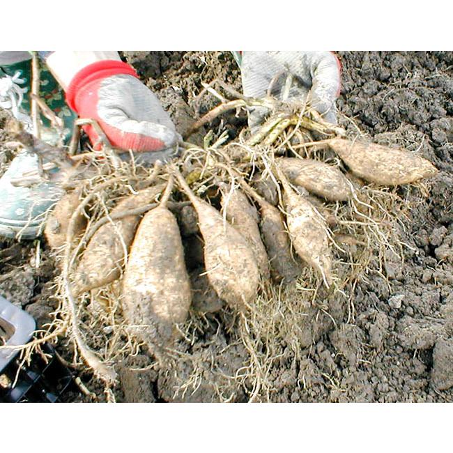 さつまいも 蜜芋 焼き芋専用 安納芋品種 2kg M〜Lサイズ 高知産 送料