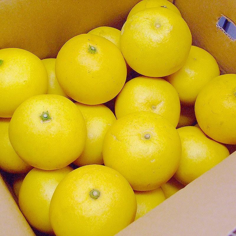 文旦 わけあり小玉 土佐文旦 約10kg 露地ぶんたん 高知産 ご家庭用 М 