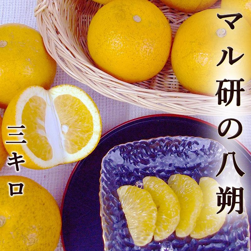 はっさく マル研の甘い八朔 3kg 高知産 送料無料 ご家庭用 L〜3L