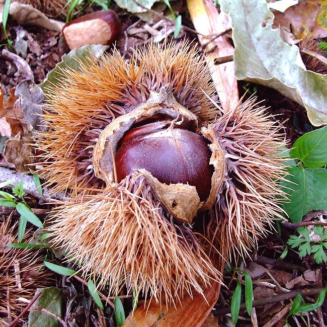 栗 利平 りへい 約1キロ 35〜45玉ほど 高知産 根曳峠 利平栗 クリ くり