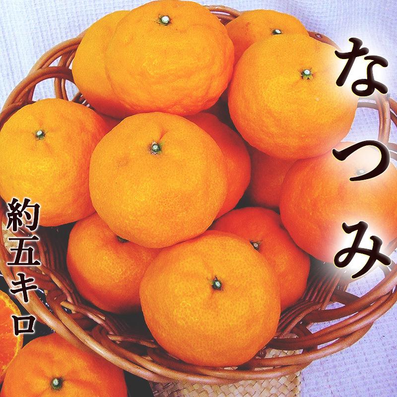 なつみ 南津海 約5キロ 高知産 山北産 ご家庭用 サイズおまかせ L ３ｌ 送料無料 ギフト プレゼント 母の日 お中元 フルーツ みかん Natumi50 旨い果物 魚のアグリファーム高知 通販 Yahoo ショッピング