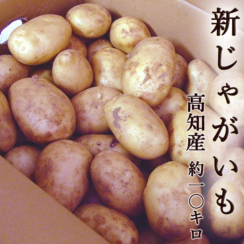 新じゃがいも 約10kg 送料無料 令和6年産 高知産 新じゃが L〜3L