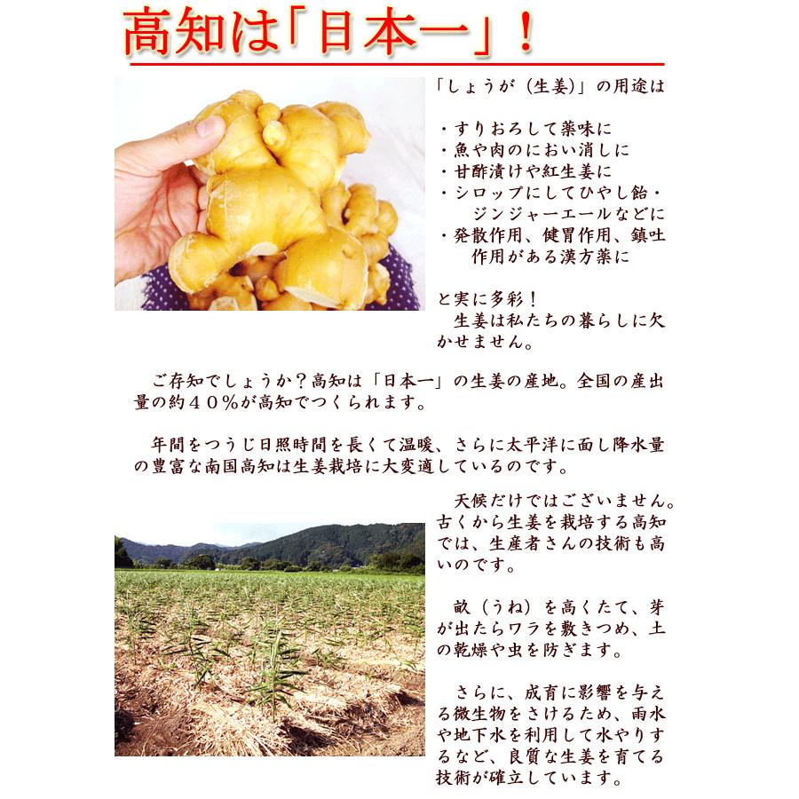 食品 四万十町産 農薬不使用 ひね生姜 4kg