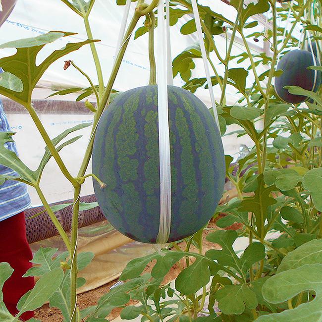 夏の小玉アンテナスイカ 2玉セット 高糖度 13度前後 約1 8キロ ２玉 品種おまかせ 送料無料 高知産 江本農園の高糖度すいか プレゼント 西瓜 スイカ お中元 Suika Emoto02 旨い果物 魚のアグリファーム高知 通販 Yahoo ショッピング