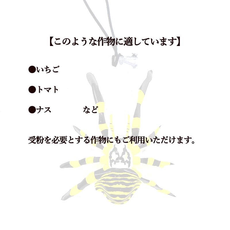 害虫の天敵 ジョロウグモ 5匹入 実野菜用 除労蜘蛛 園芸用 害虫対策