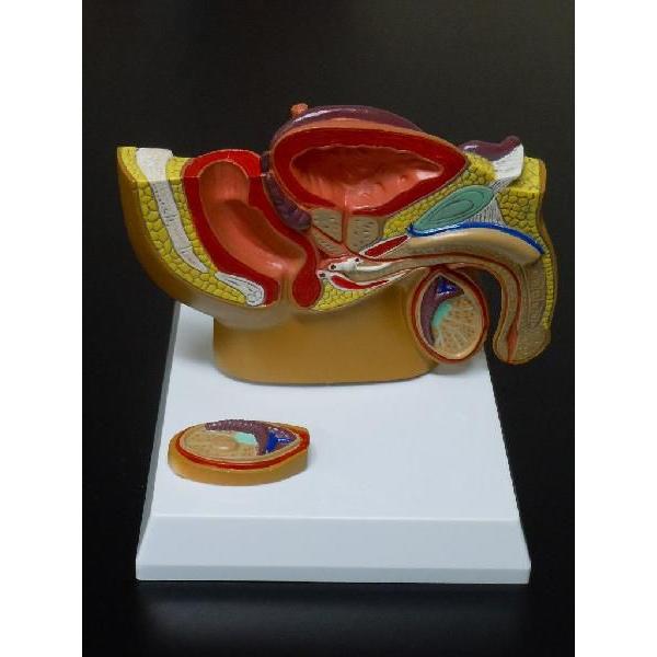 性器模型　生殖器　模型　男性　陰茎　精巣　前立腺　肛門