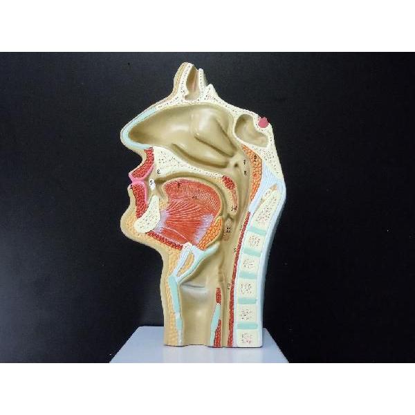 鼻模型 口模型 喉頭部 断面模型 : 直送卸し市場 - 通販 - Yahoo