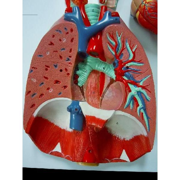 胸部 肺 心臓 気管 模型 Kyoubusinzoukikan Mokei 直送卸し市場 通販 Yahoo ショッピング