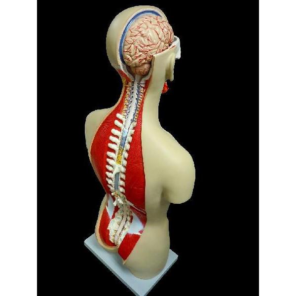 人体模型 内臓 臓器 全身 等身大全身内臓トルソー 人体模型 内臓 臓器 全身 等身大全身内臓トルソー