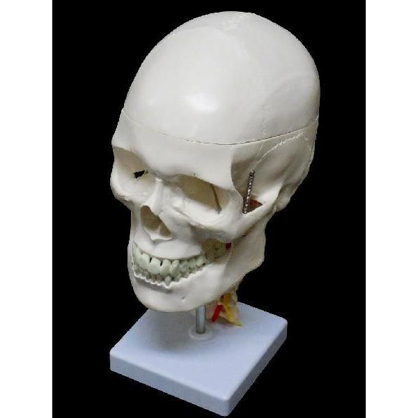 頭蓋骨模型 スカル ドクロ 人体模型 骨格模型 骨 脊髄 延髄