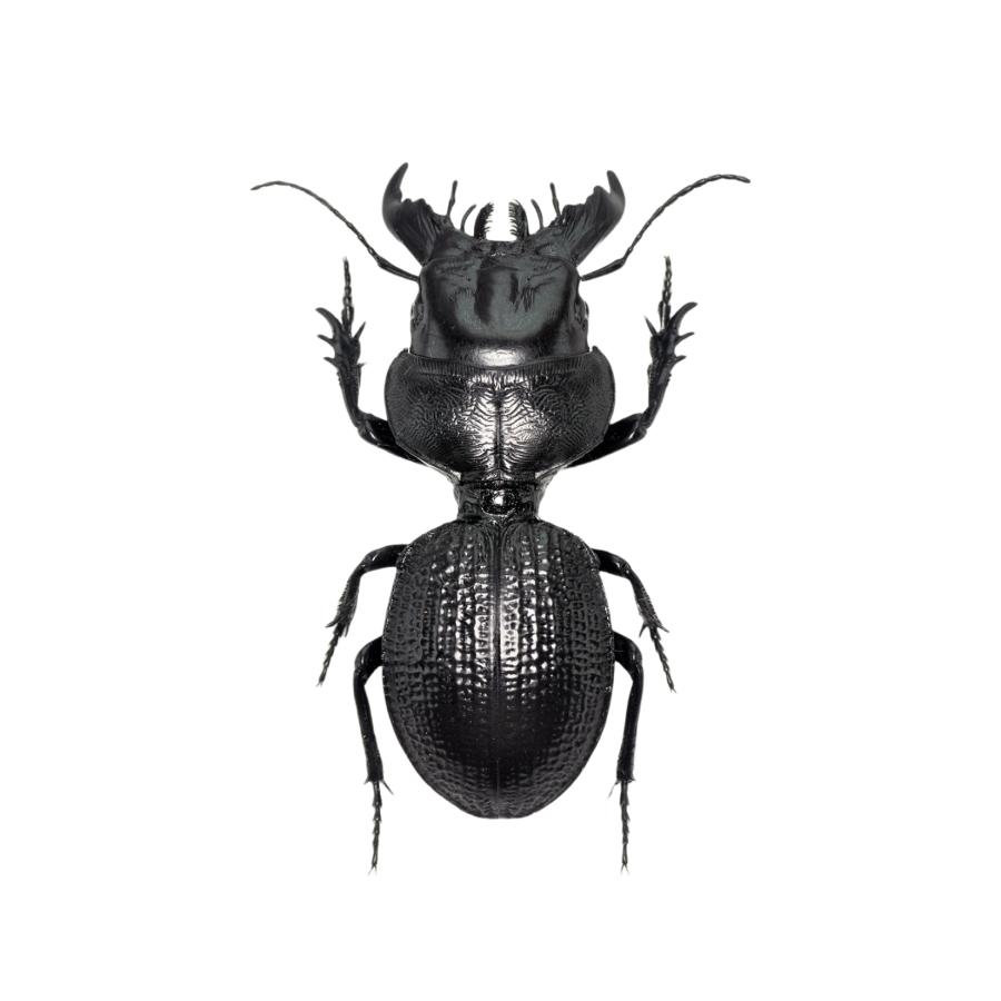 マレーシア　カチン　ヒョウタンゴミムシ　標本　未検品 マダガスカルオオヒョウタンゴミムシ フィギュア ヒョウタンゴミムシ