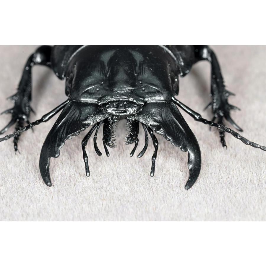マダガスカルオオヒョウタンゴミムシ フィギュア ヒョウタンゴミムシ