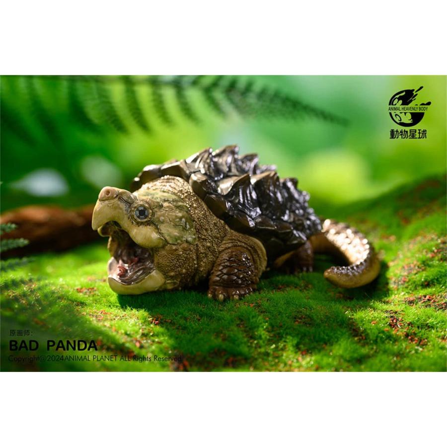 ワニガメ カメ 亀 15CM級 カメ目 カミツキガメ科 ワニガメ属 爬虫類