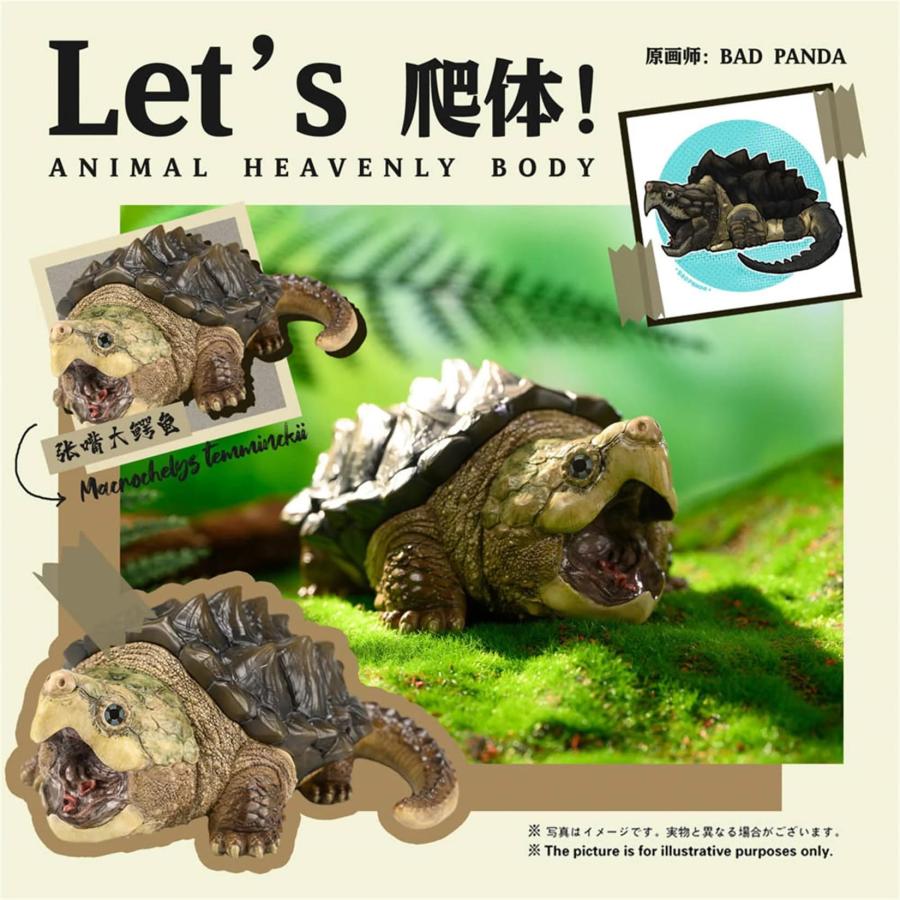 ワニガメ カメ 亀 15CM級 カメ目 カミツキガメ科 ワニガメ属 爬虫類