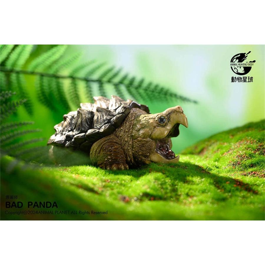 ワニガメ カメ 亀 15CM級 カメ目 カミツキガメ科 ワニガメ属 爬虫類 