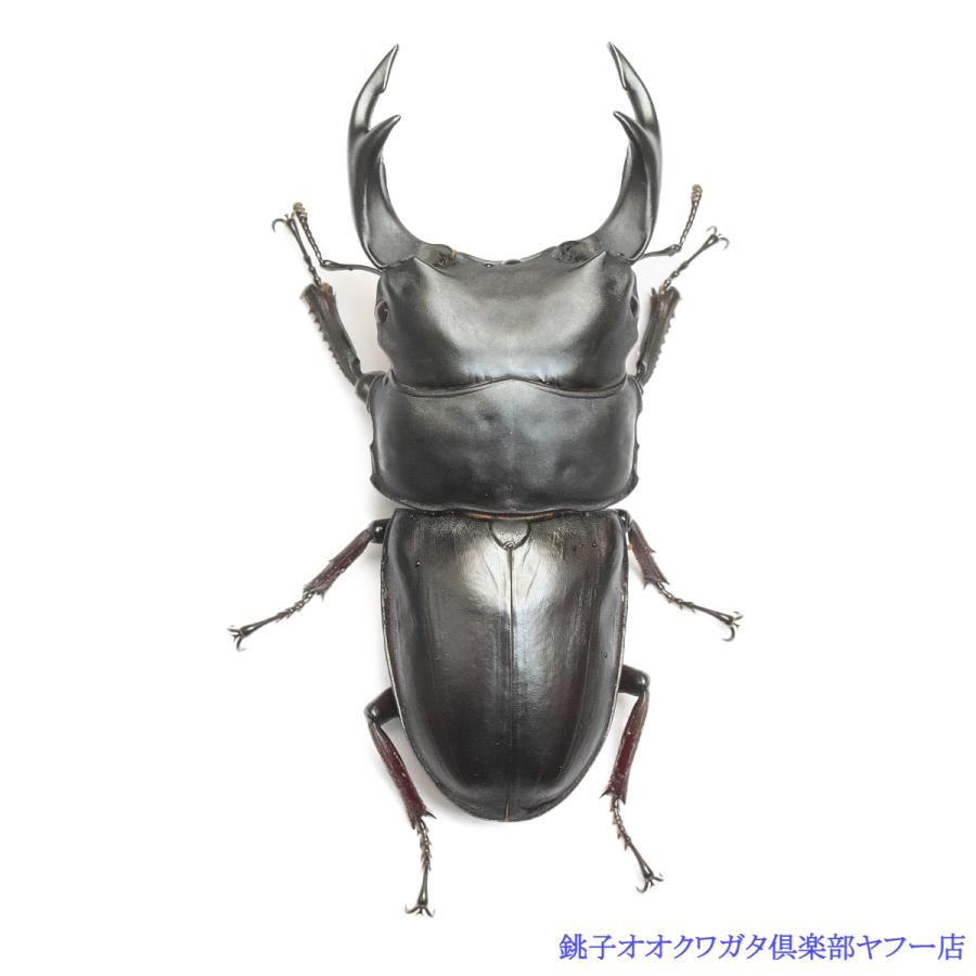 オオクワガタ 能勢YG血統 82.5mm オス単品 銚子オオブリード個体