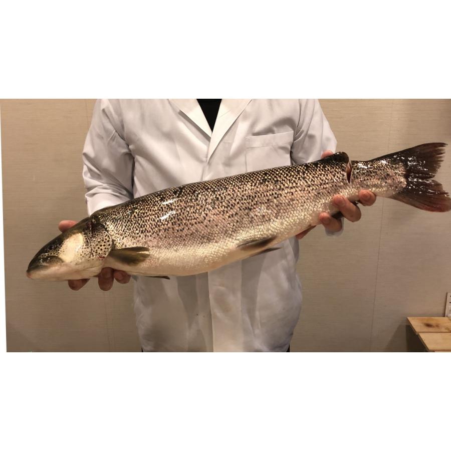 イトウ 幻の魚 鮮魚 1尾 約3 5 4 0kg程度 全長70cm 80cm程度 I 1 Chouettes Types 通販 Yahoo ショッピング