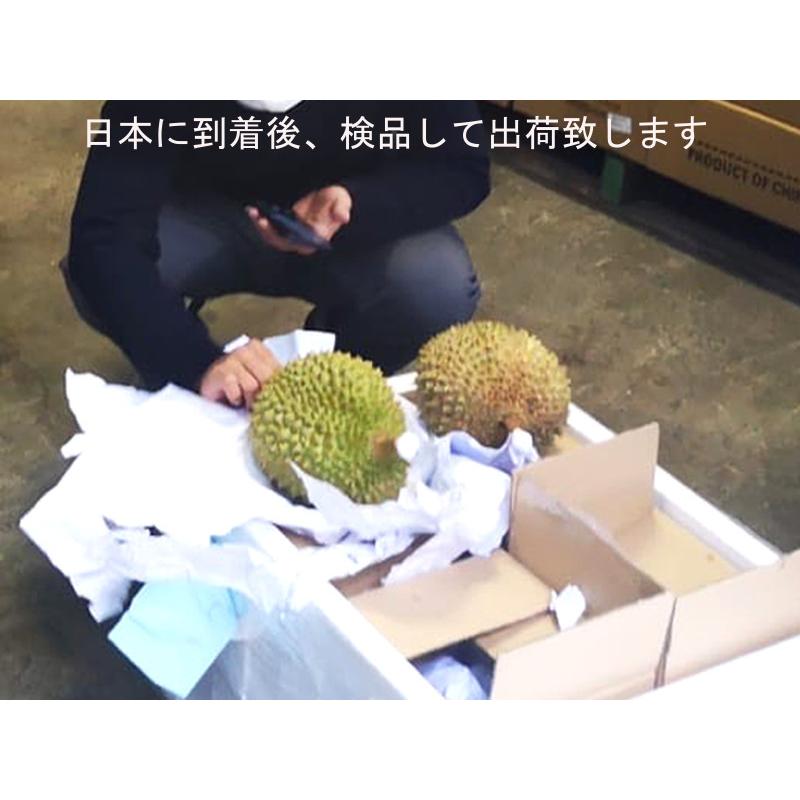 ドリアン 【猫山王】マレーシア産 生 L玉（予約販売）8月下旬頃の発送