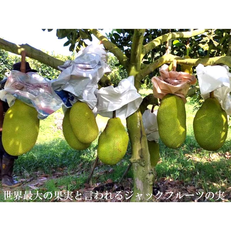 ジャックフルーツ マレーシア産 冷凍200g×3パック パラミツ 波羅蜜