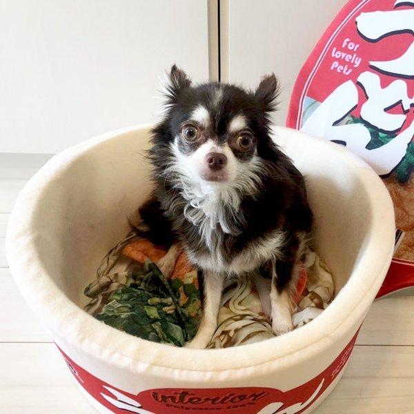 最大80 Offクーポン 正規品 大人気 おもしろカップ麺ベッド ペットハウス うどん そば ラーメン 犬猫 ペット用品 My Fmcsc Org